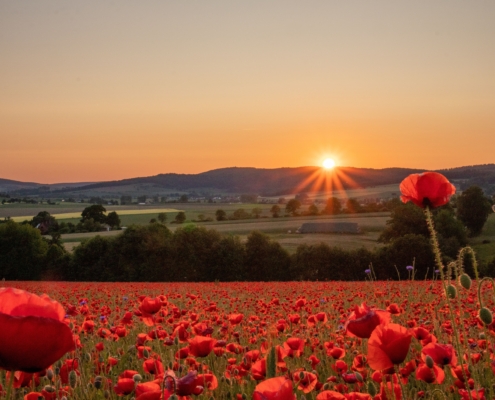 Platz1: Carmen Melching: Ich bin immer wieder fasziniert von der Natur und den vielen einzigartigen Momenten. In diesem Foto habe ich versucht bei untergehender Sonne eine besondere Stimmung in Kombination mit dem Mohnfeld einzufangen. Die Aufnahme ist in Dinkelhausen im Uslarer Land am südwestlichen Rand des Sollings entstanden.